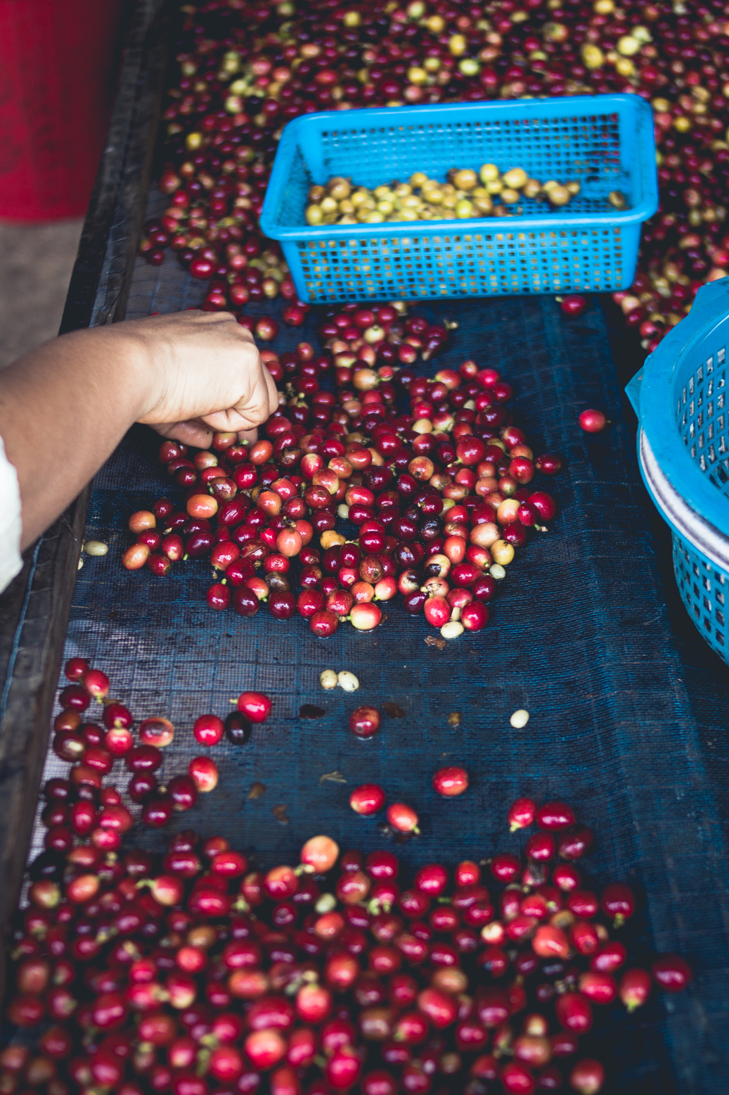Coffee making process Seed processing and drying