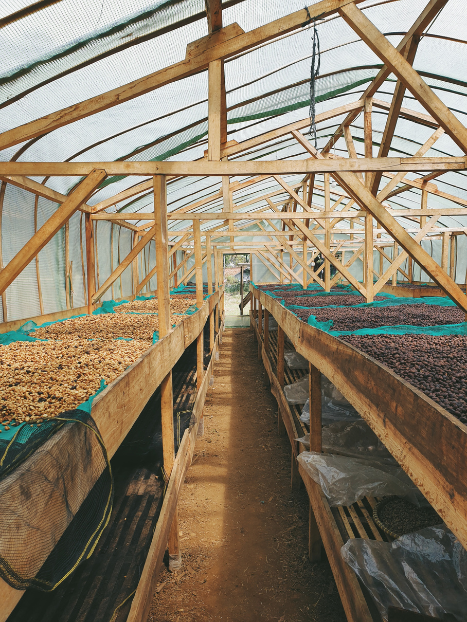 Coffee at processing